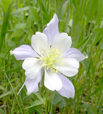 Colorado's State Flower, the Columbine.